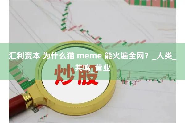 汇利资本 为什么猫 meme 能火遍全网？_人类_共鸣_营业