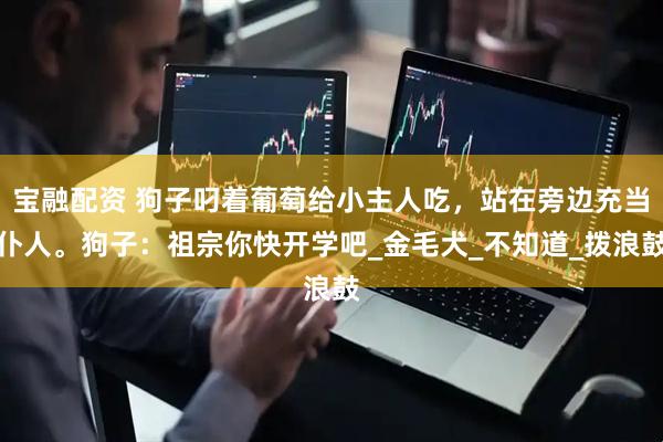 宝融配资 狗子叼着葡萄给小主人吃，站在旁边充当仆人。狗子：祖宗你快开学吧_金毛犬_不知道_拨浪鼓