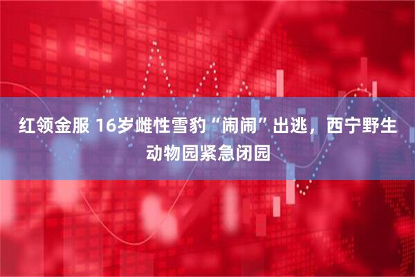 红领金服 16岁雌性雪豹“闹闹”出逃，西宁野生动物园紧急闭园